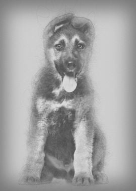 German Shepherd puppy 3 m