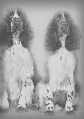 Two English Springer spani