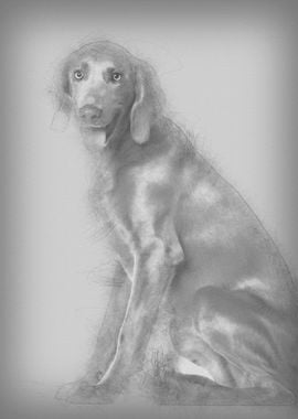 Portrait of Weimaraner 8 m