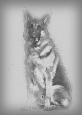 German Shepherd dog sittin