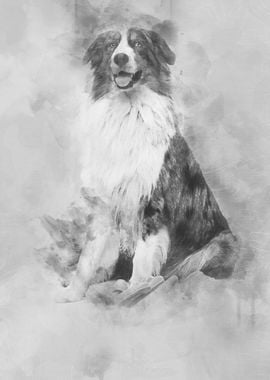 Australian Shepherd sittin