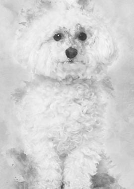 Bichon frise 5 years old s