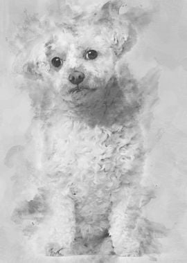 Bichon Fris 7 years old