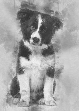 Border Collie puppy 17 wee