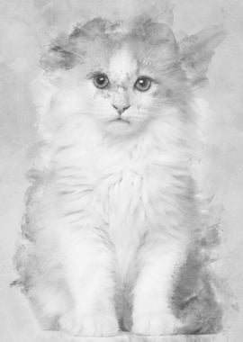 American Curl kitten 3 mon