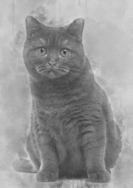 British Shorthair 20 month