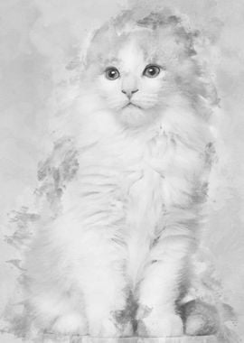 American Curl kitten 3 mon