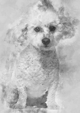 Bichon Fris 5 years old