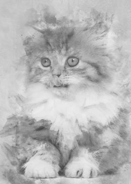 British Longhair kitten 2