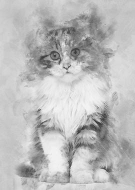 American Curl kitten 3 mon