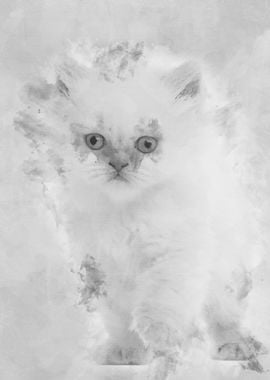 British Longhair Kitten 5