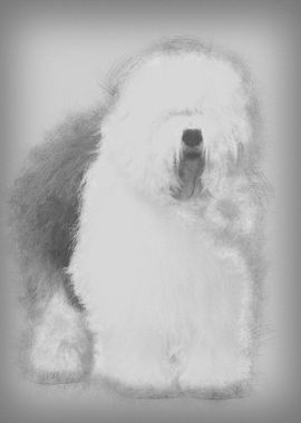 Old English Sheepdog 3 Yea