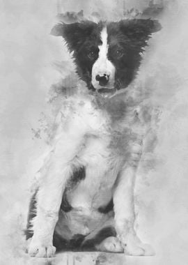 Border Collie dog 4 months