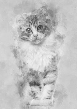 American Curl kitten 3 mon