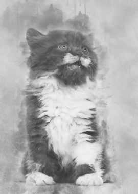 British Longhair kitten 6