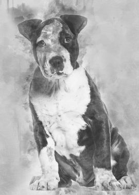 American Staffordshire Ter