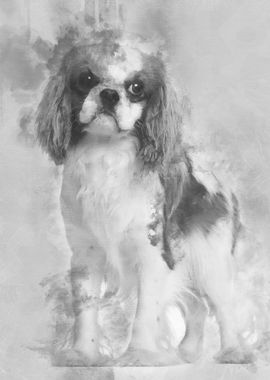 Cavalier King Charles Span