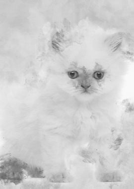 British Longhair Kitten 5