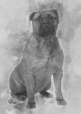 Bullmastiff dog 4 years ol