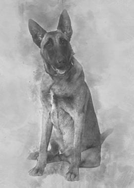 Belgian Shepherd Dog 8 mon