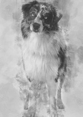 Australian Shepherd dog 14