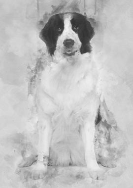 Black and white Landseer d