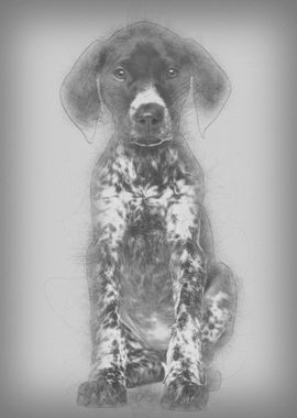 German Shorthaired Pointer