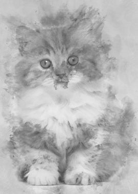 British Longhair kitten 2