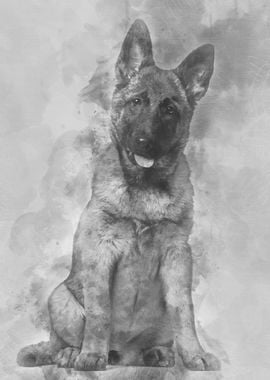 Belgian Shepherd dog 4 mon