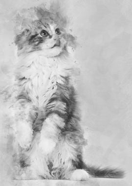 American Curl kitten 3 mon