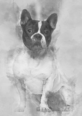 French Bulldog 18 months o