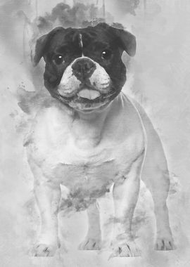 French Bulldog standing ag