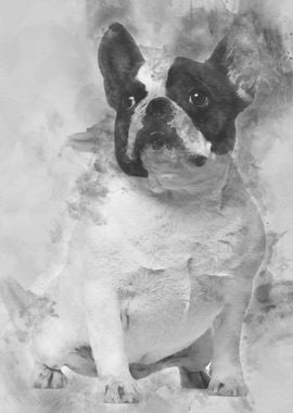 French Bulldog 3 years old