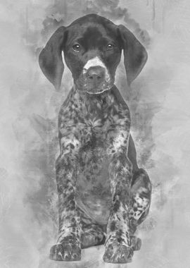 German Shorthaired Pointer