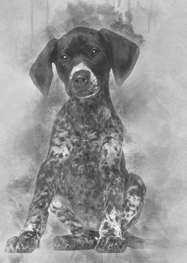 German Shorthaired Pointer