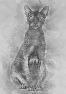 Lykoi cat also called the 