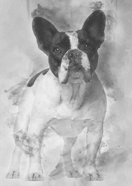 French Bulldog standing ag