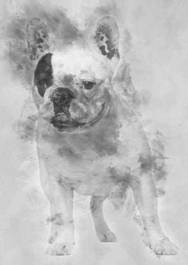 French Bulldog 6 years old