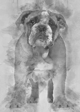 English Bulldog puppy 2 an