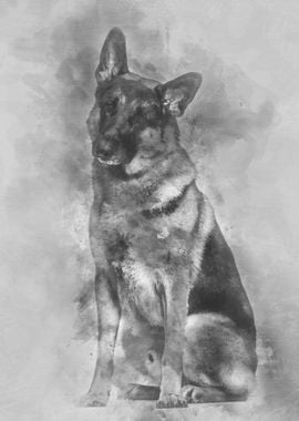 German Shepherd dog sittin