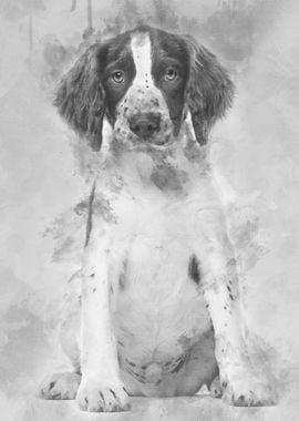 English Springer Spaniel s