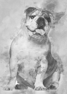 English Bulldog 6 years ol