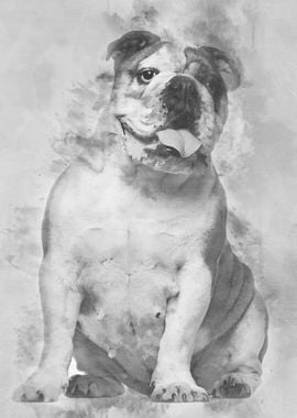 English Bulldog 6 years ol