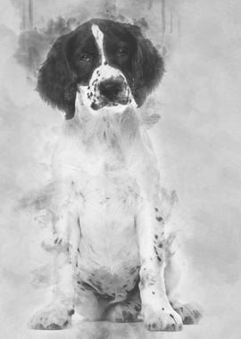 English Springer Spaniel s