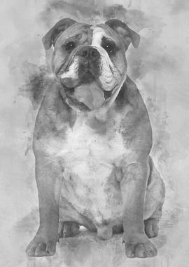 English bulldog 9 months o