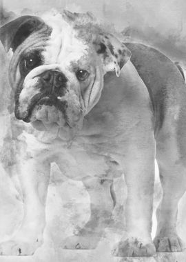 English bulldog 7 months o