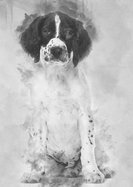 English Springer Spaniel s