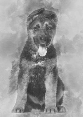 German Shepherd puppy 3 m