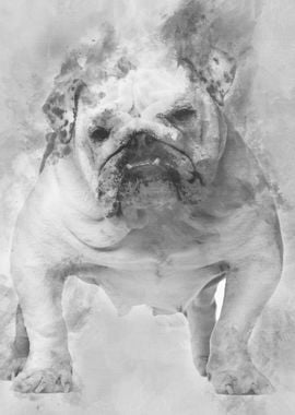 English Bulldog 5 years ol