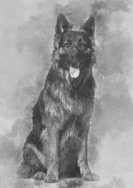 German Shepherd dog 1 yea